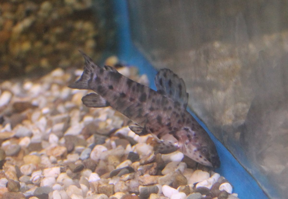 Хоплостернум голубой