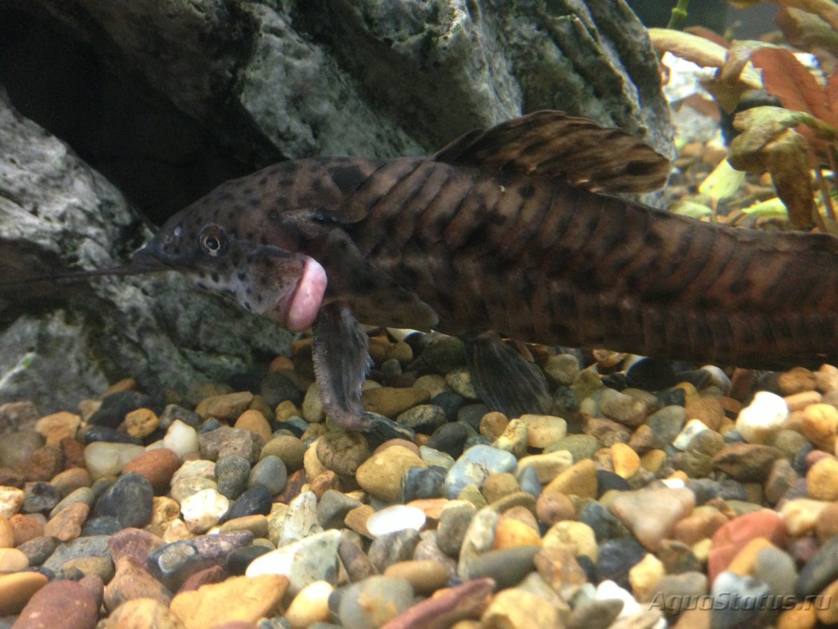 Сом таракатум гнездо