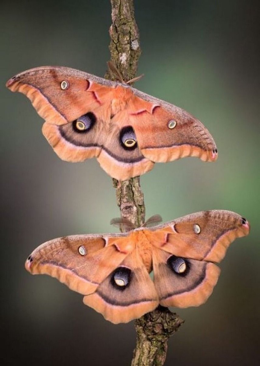 Персиковая бабочка насекомое