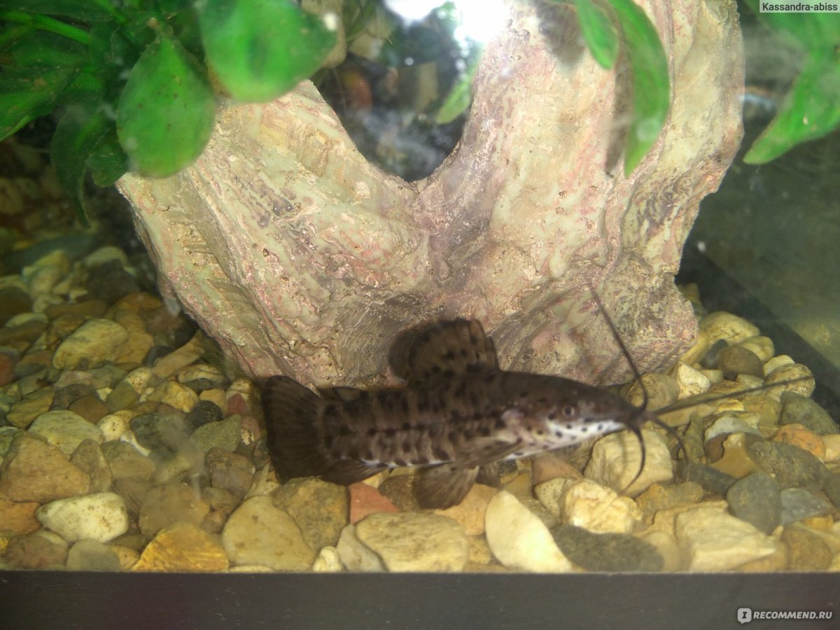 Сомик таракатум икра