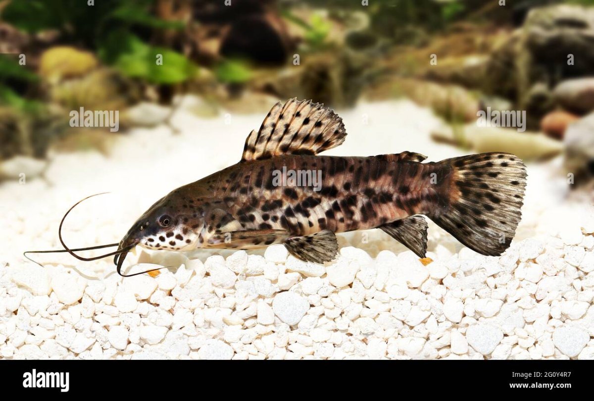 Сомик таракатум