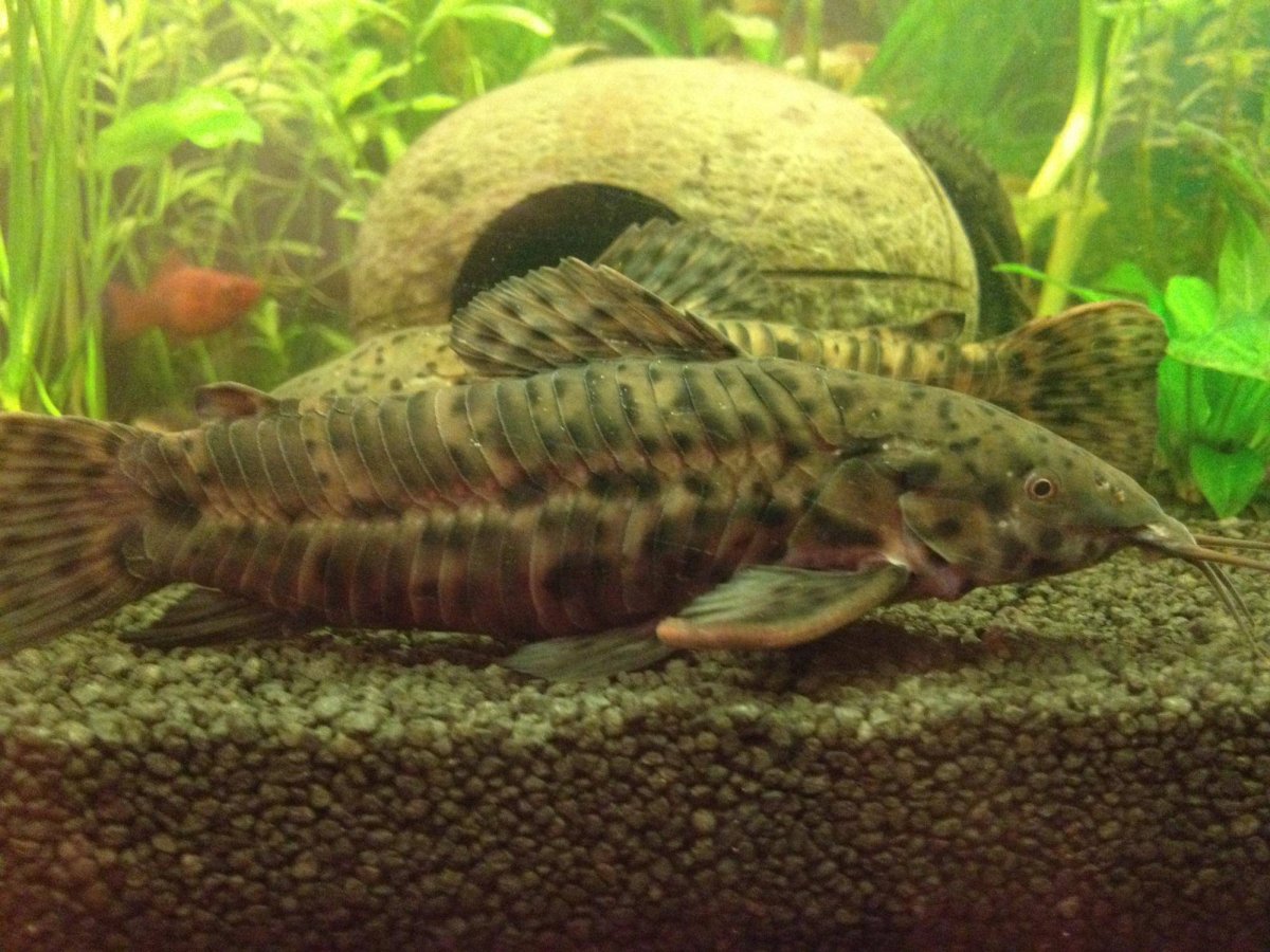 Сомик таракатум икра