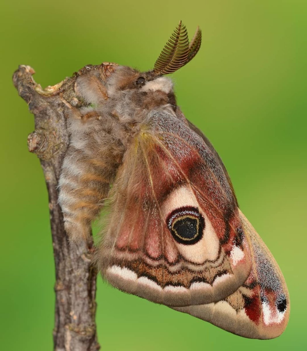 Глазчатый Бражник бабочка