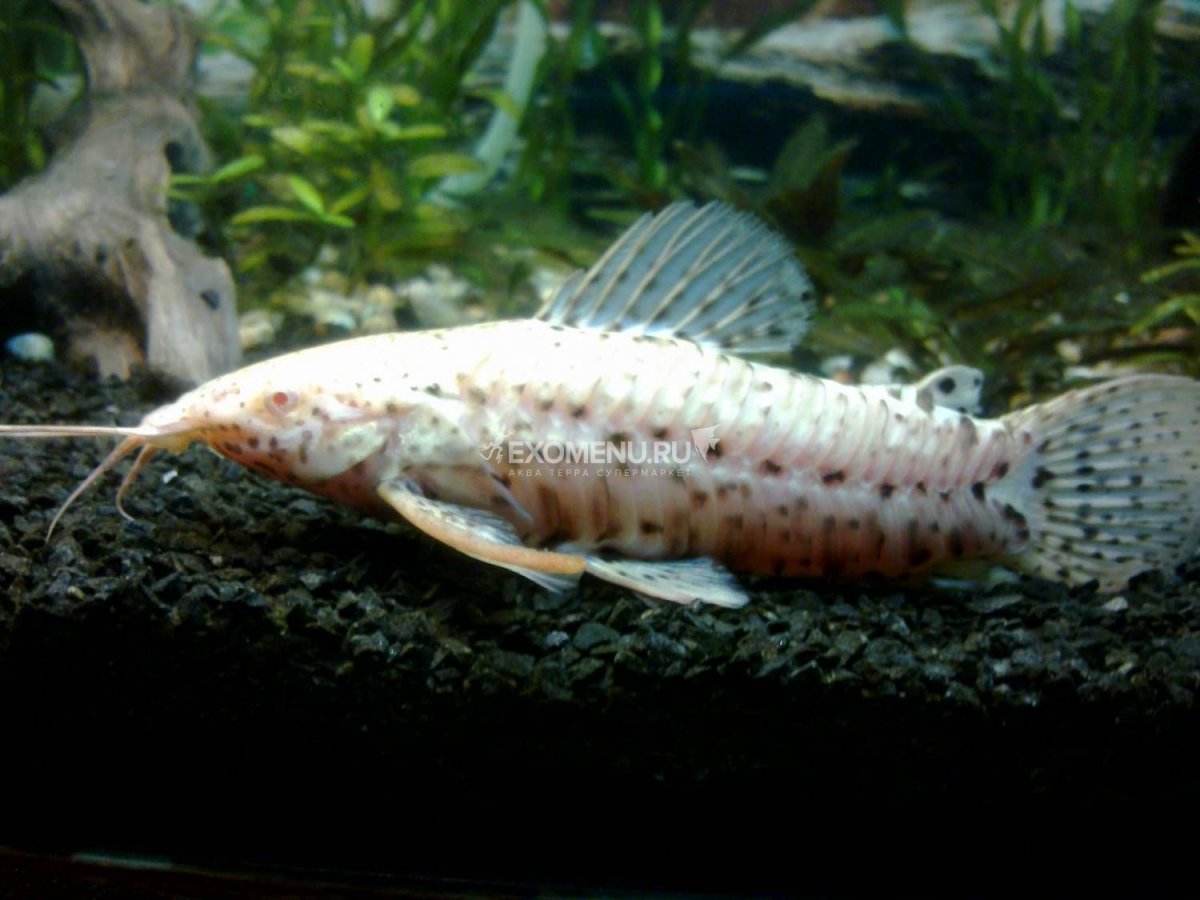 Таракатум альбинос