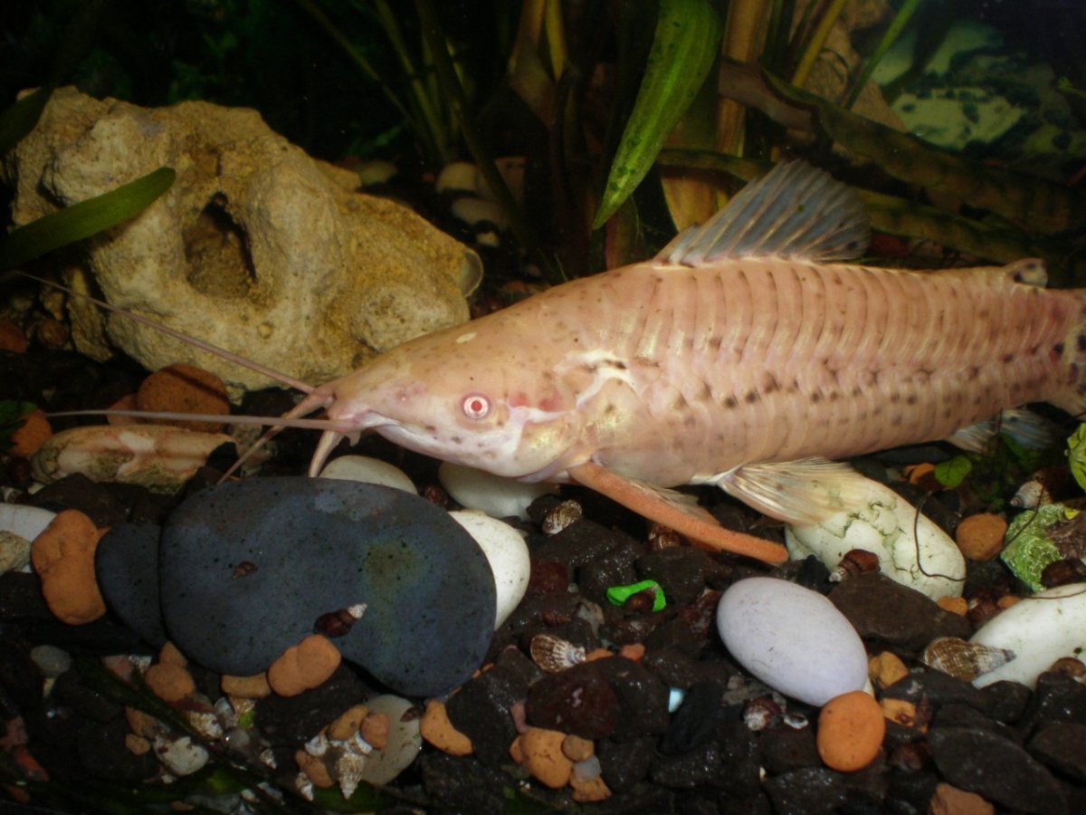 Хоплостернум торакатум альбинос