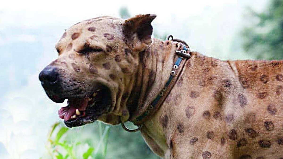 Аланга собака