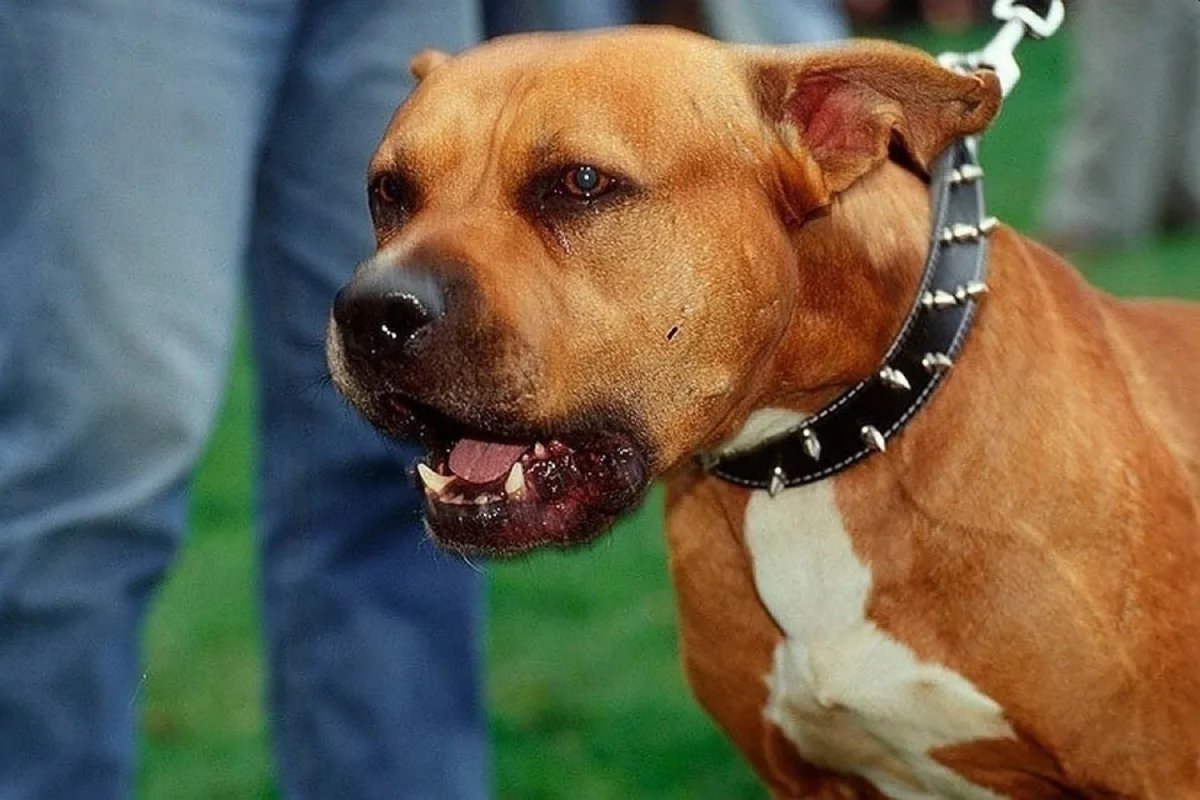 Стаффордширский терьер в атаке