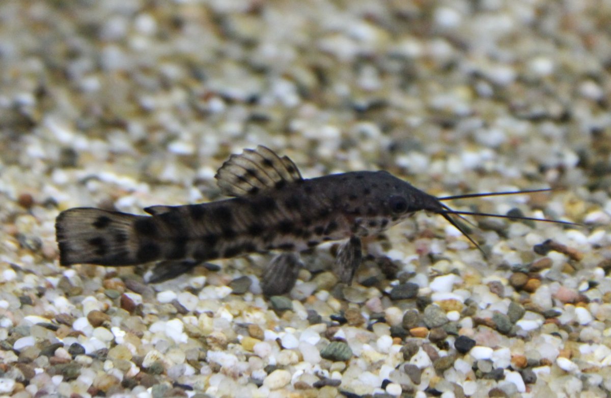 Сомики аквариумные таракатум