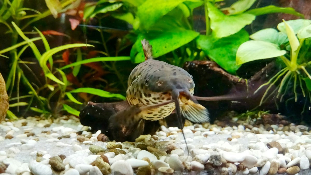 Сомик без присоски таракатум