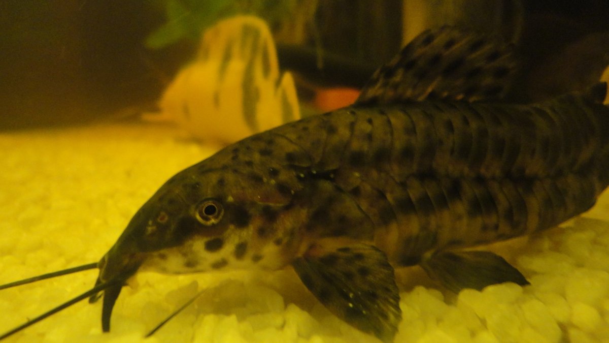 Сом таракатум и креветки