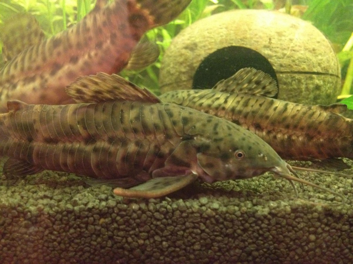 Таракатум рыбка аквариумная