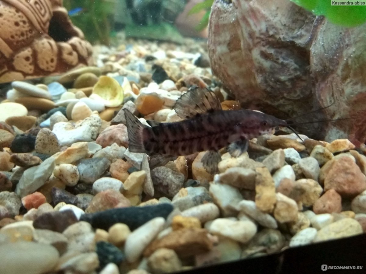 Гнездо сомик таракатум