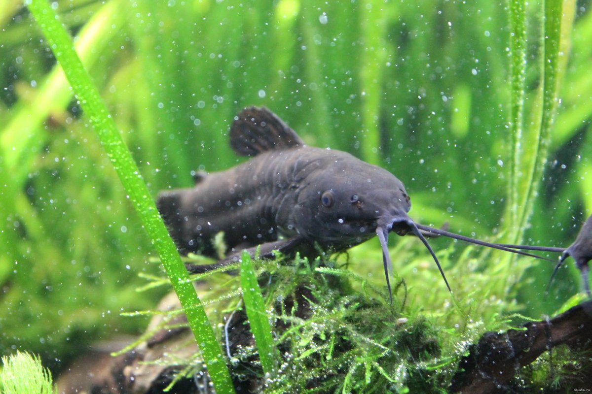 Суматранский сомик