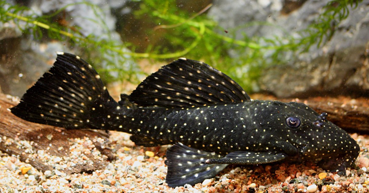 Сомик таракатум мальки