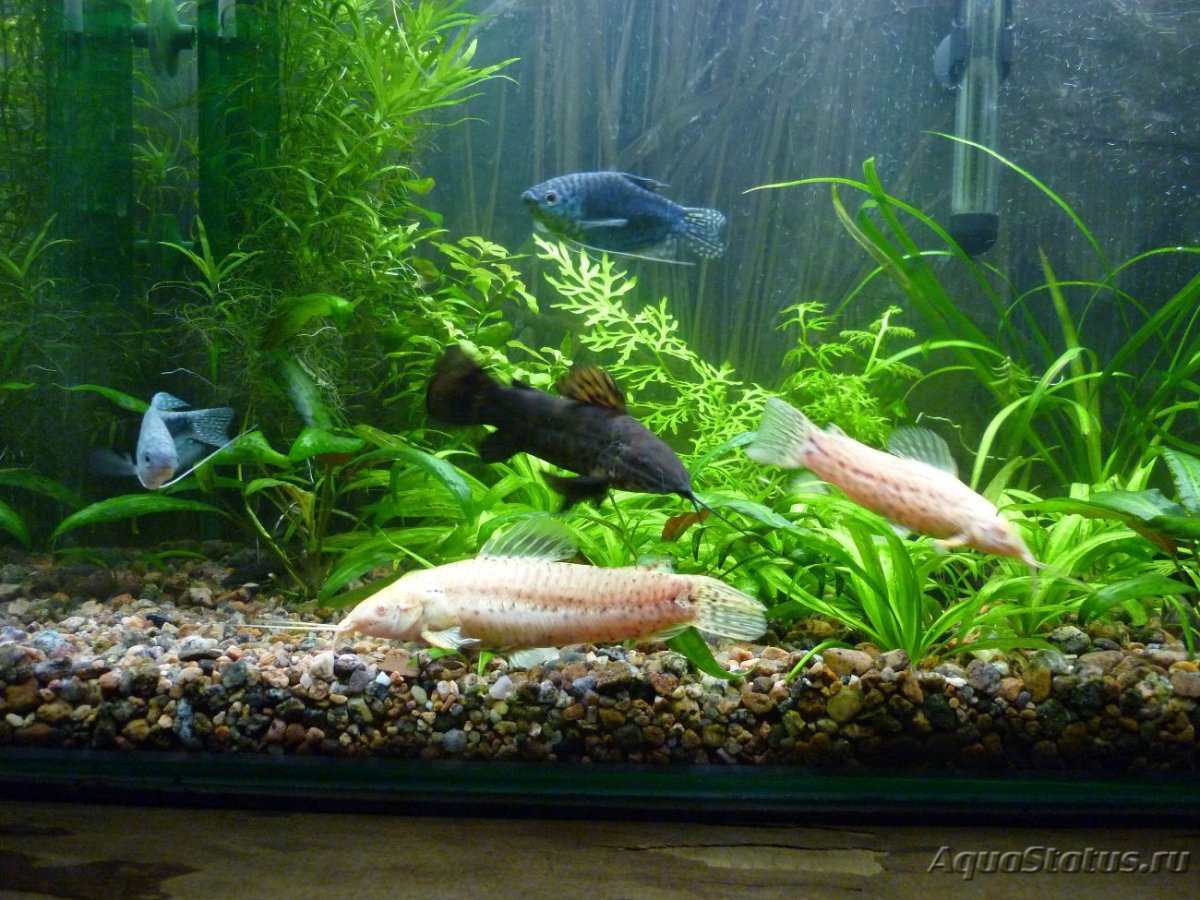 Сомик таракатум мальки