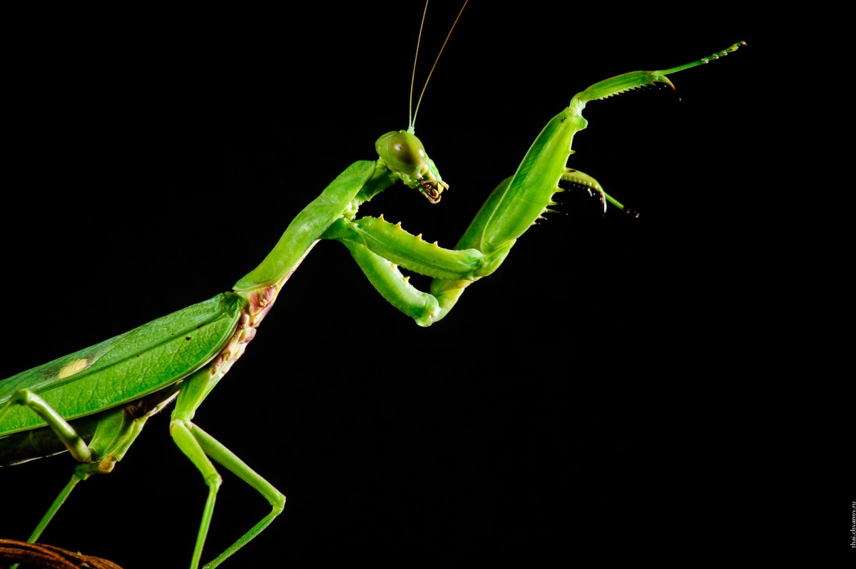 Строение Богомолов