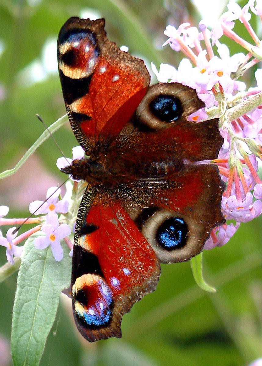 Red Admiral Butterfly
