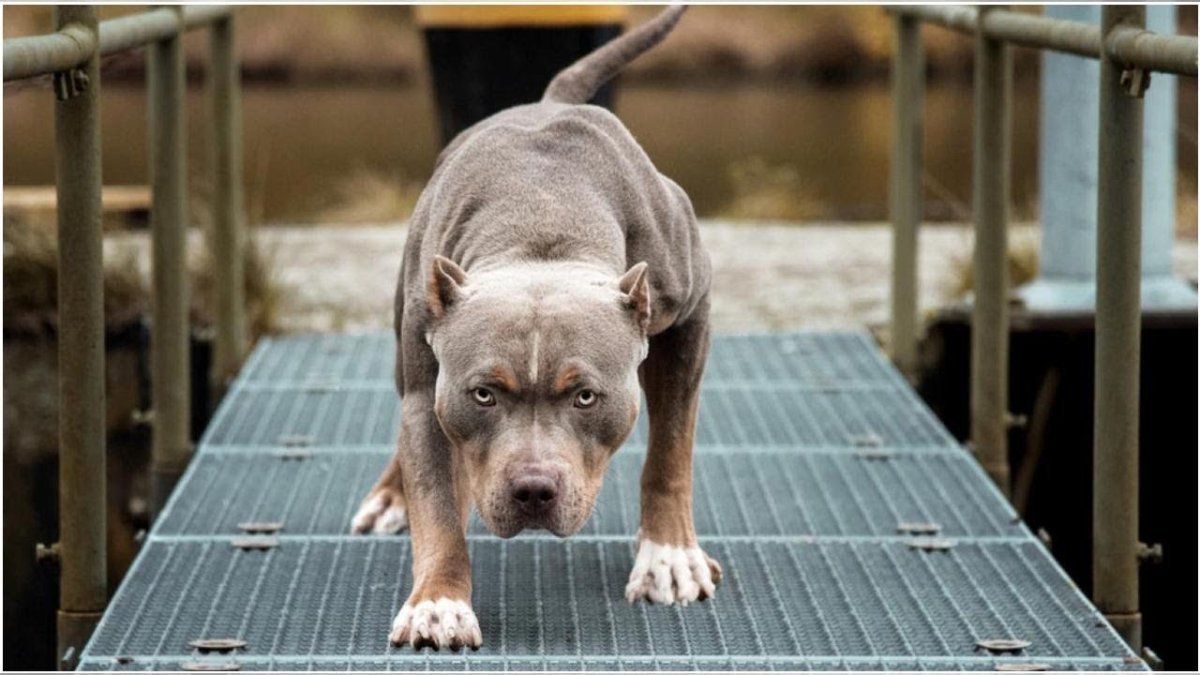 Питбуль сидит