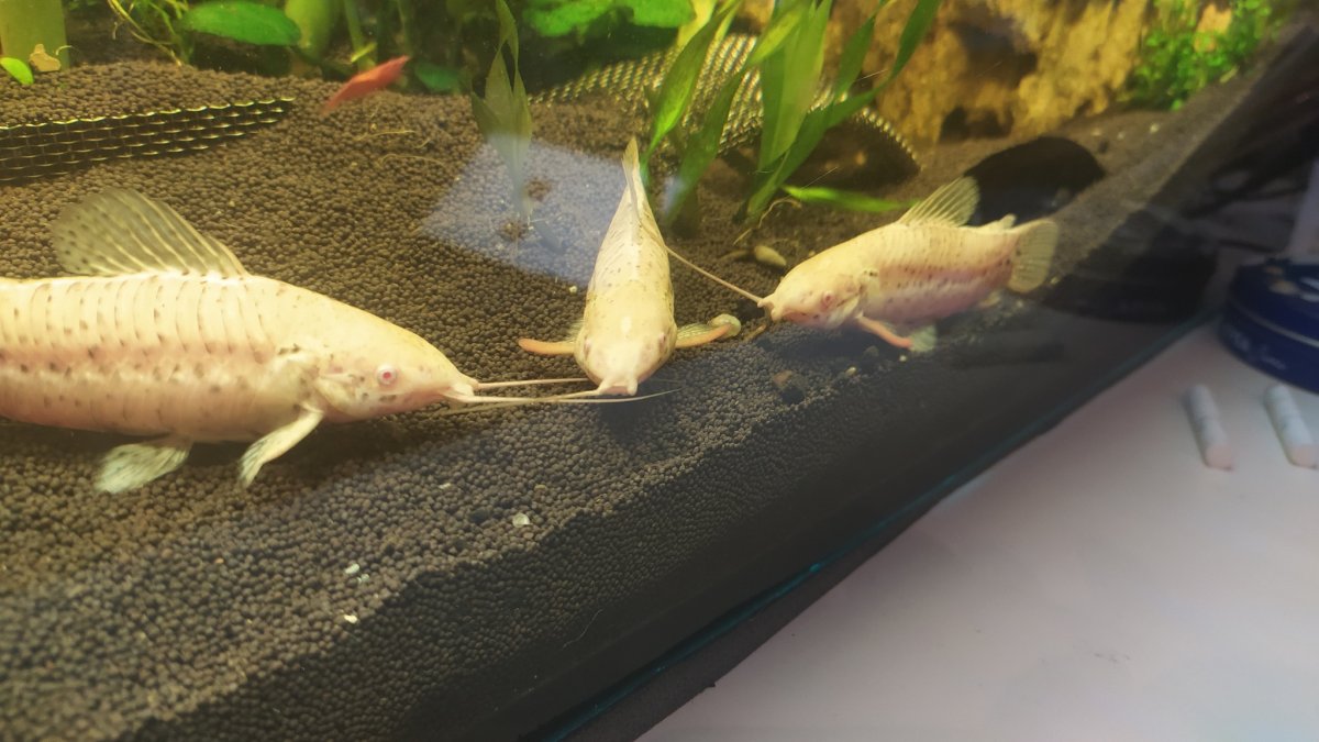 Таракатум альбинос