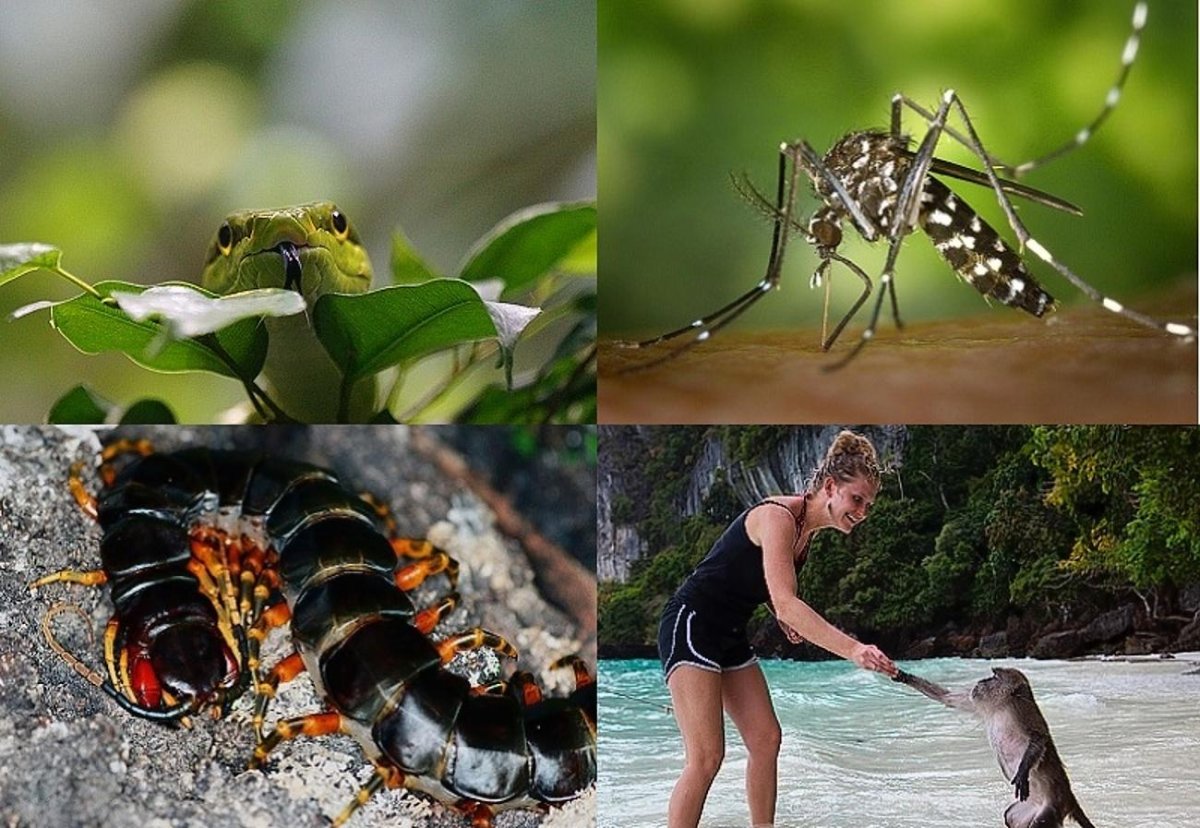 Бали опасные животные и насекомые