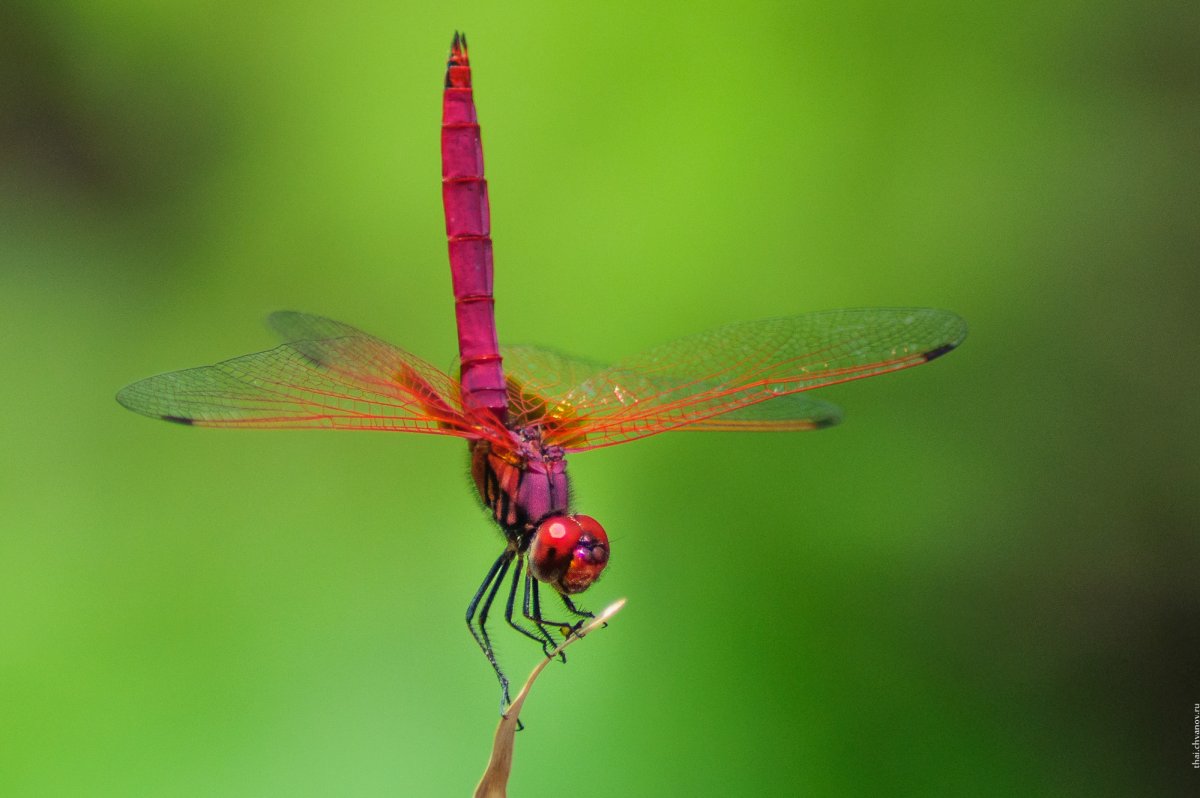 Красная Стрекоза