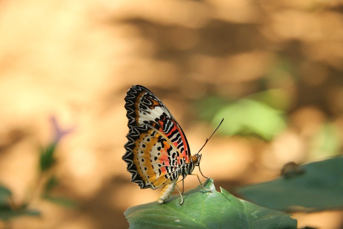 Насекомые Тайланда
