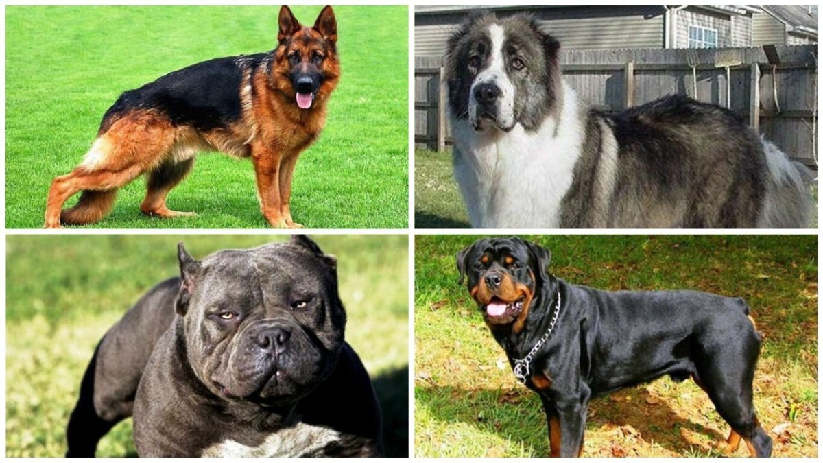 Самые большие и опасные породы собак