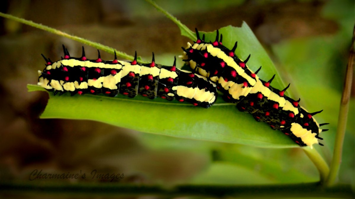 Гусеницы вида Gonimbrasia Belina или черви мопане