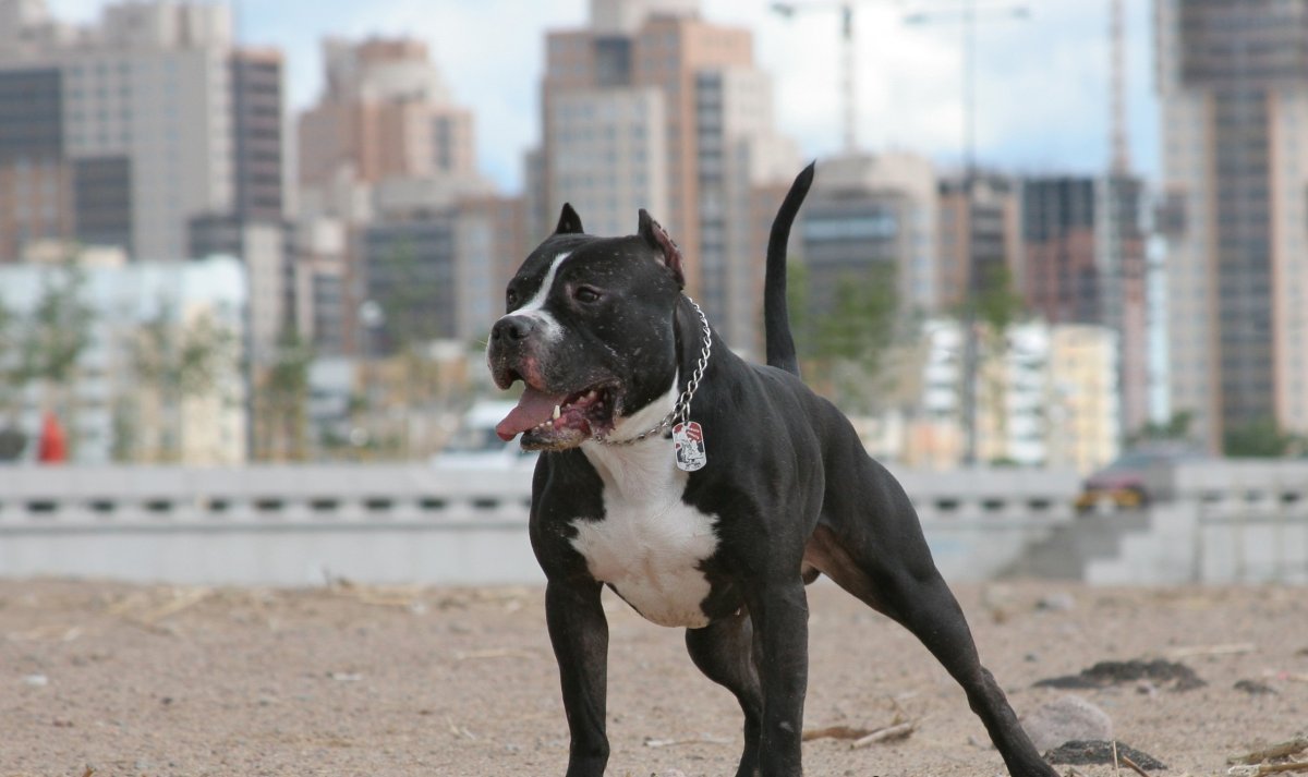 Американский пит стафф терьер