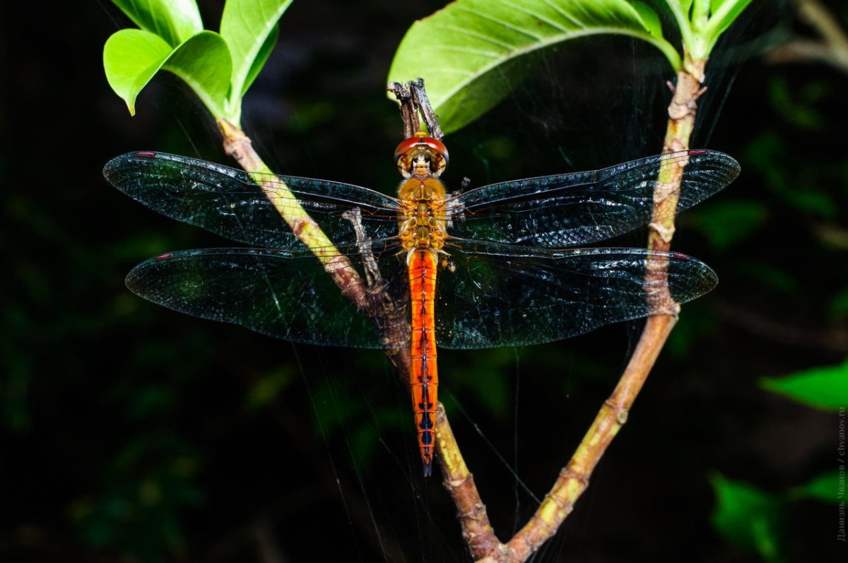 Насекомые Тайланда фото
