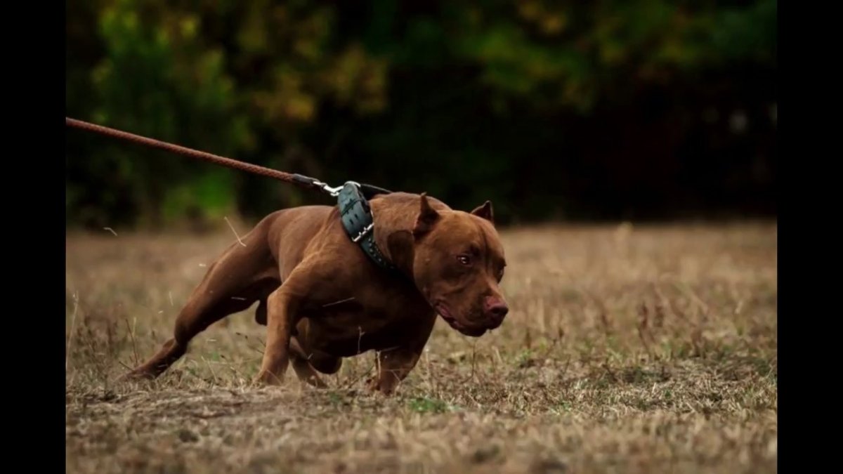 Питбуль опасный