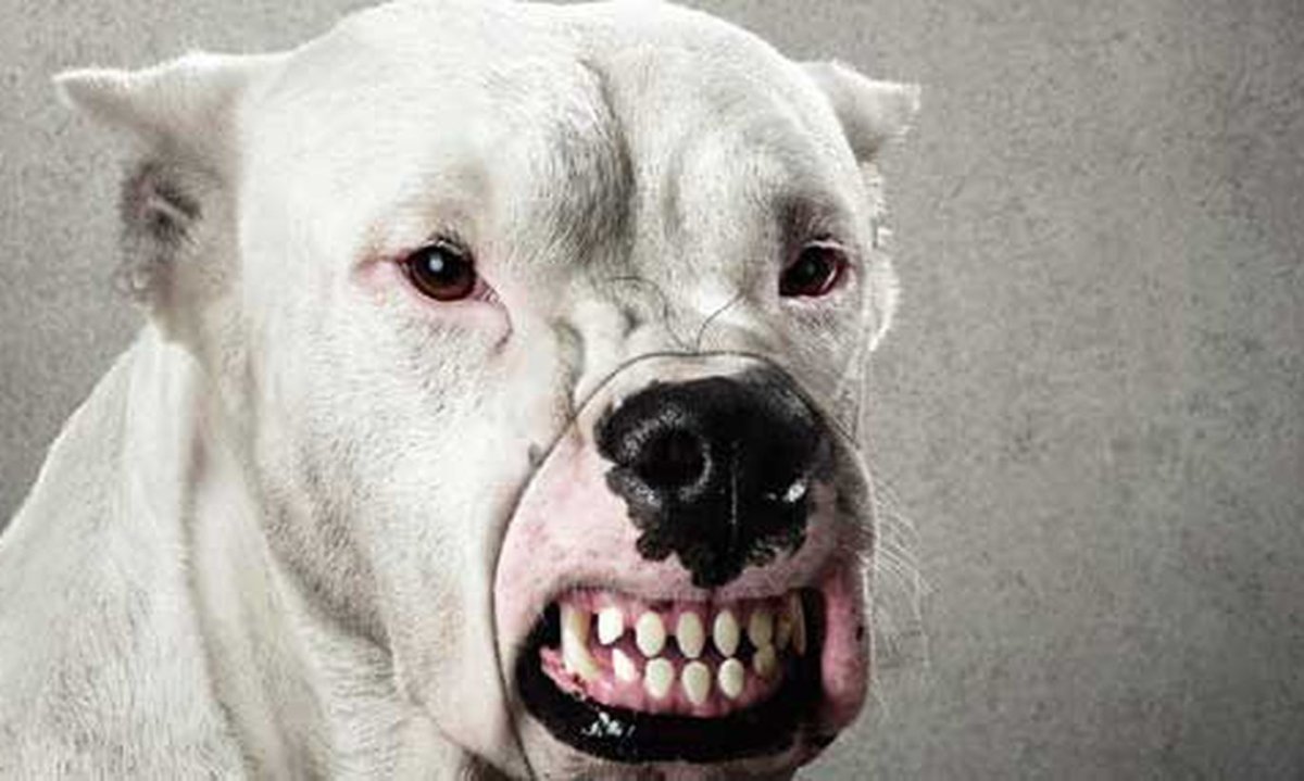 Опасные собаки в мире убийцы