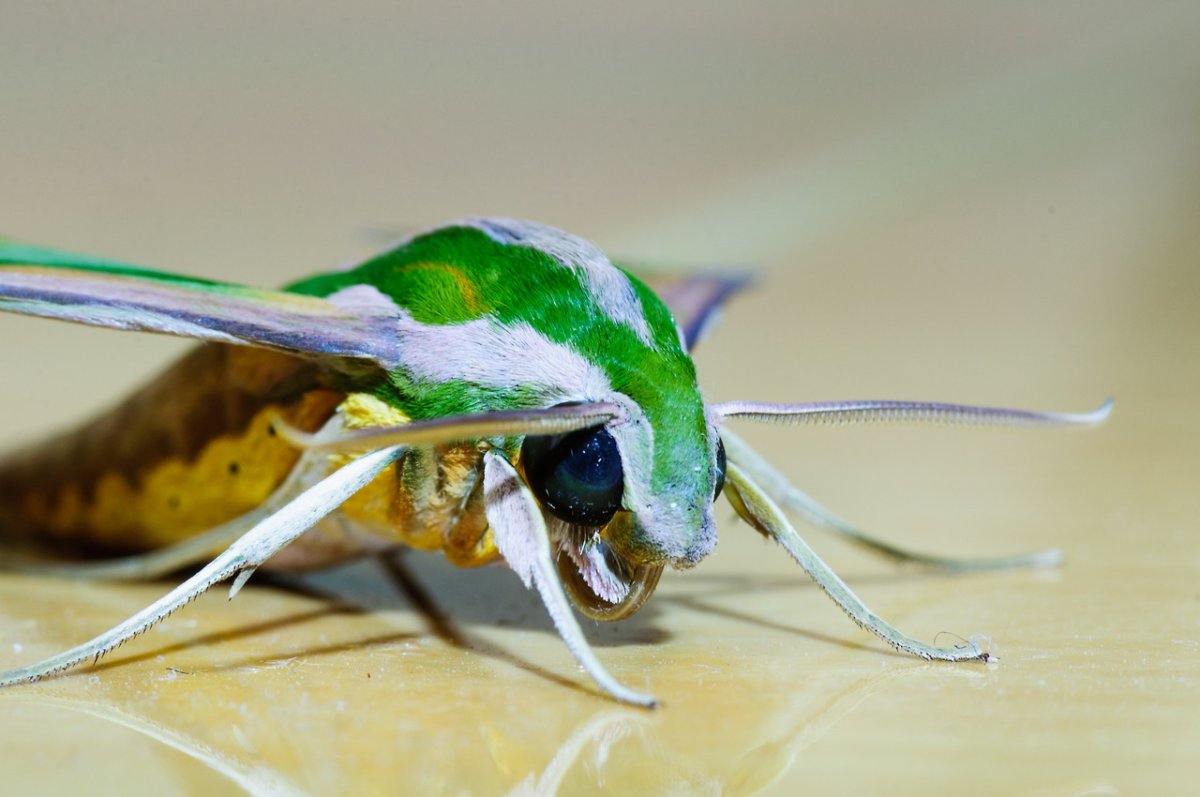 Насекомые Тайланда фото