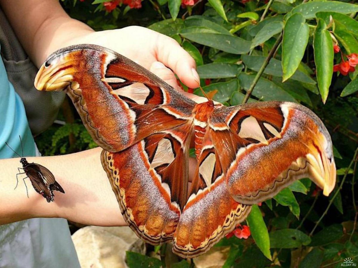 Павлиноглазка атлас Attacus Atlas