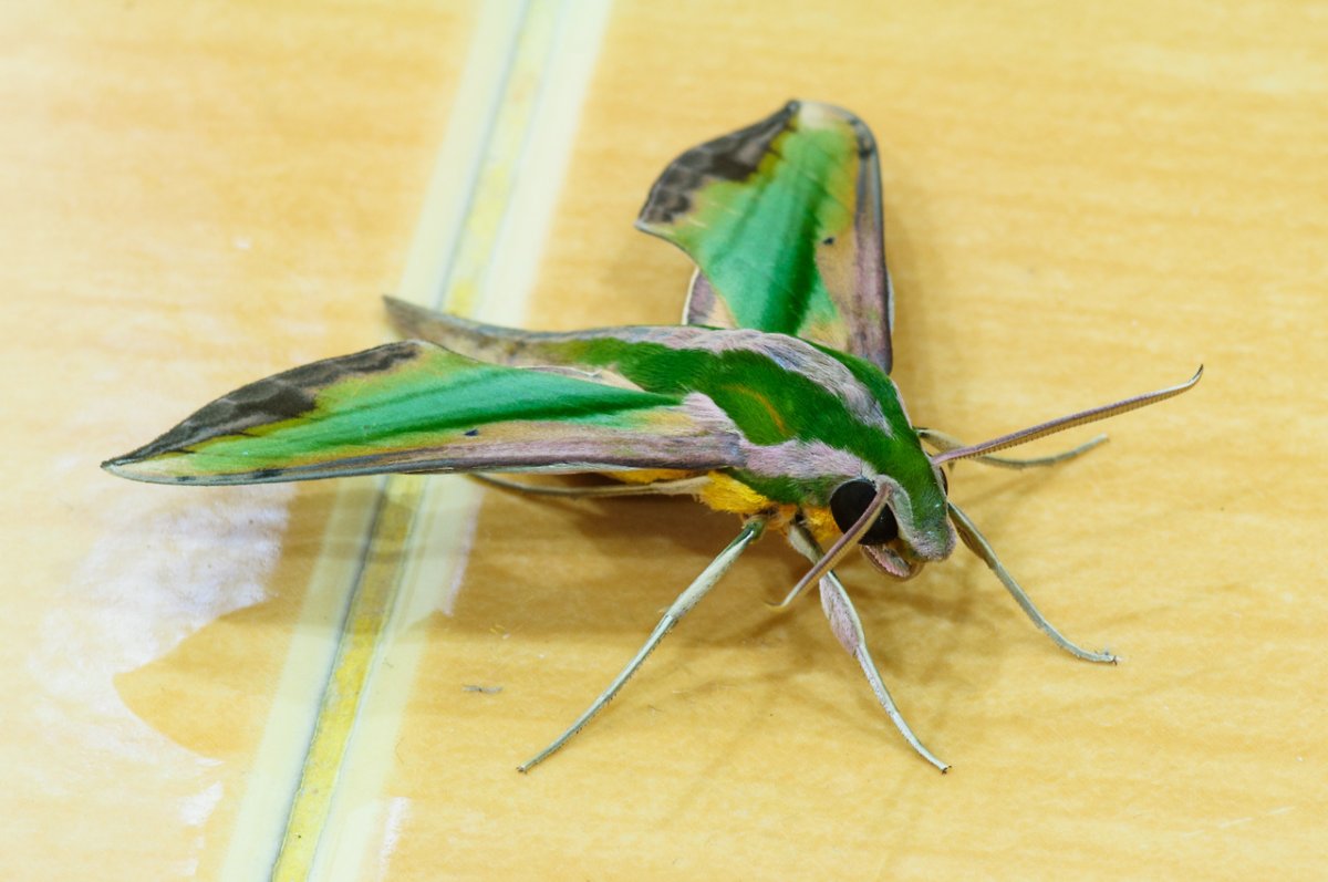 Насекомые Тайланда фото