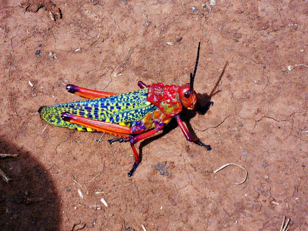 Радужный кузнечик Dactylotum bicolor