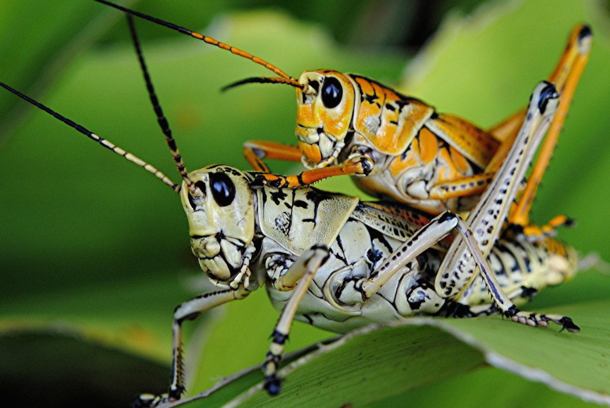 Тропический кузнечик