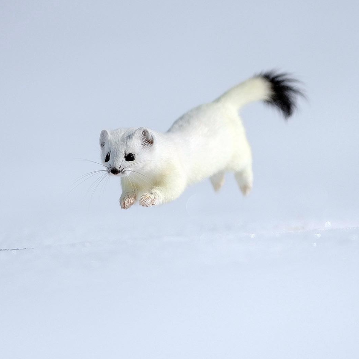 Горностай, животное из семейства хорьковых