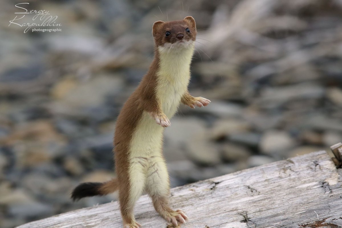 Лапа горностая