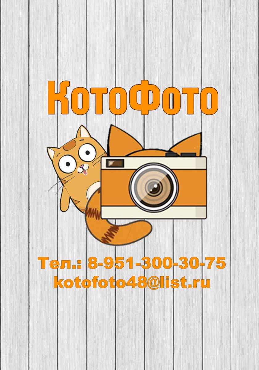 Кот тим