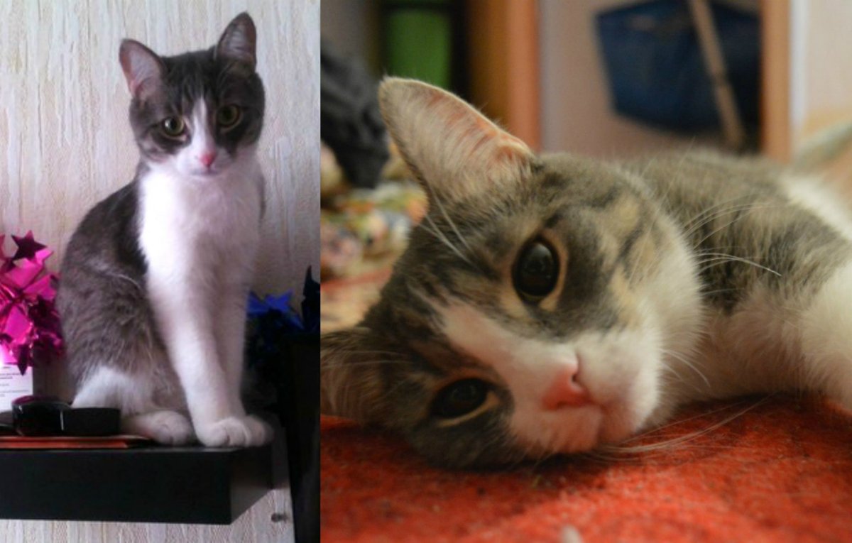 Образ котика Тима