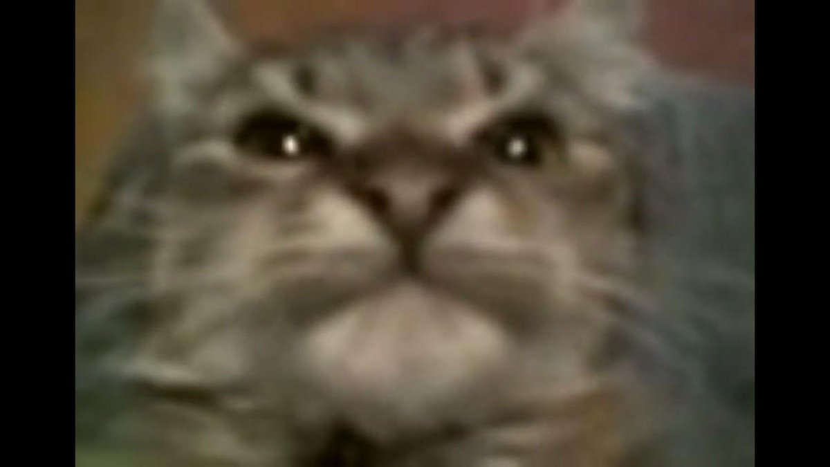 Коты геймеры