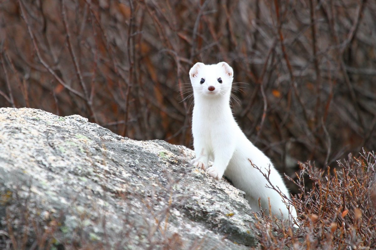 Сохондинский заповедник горностай