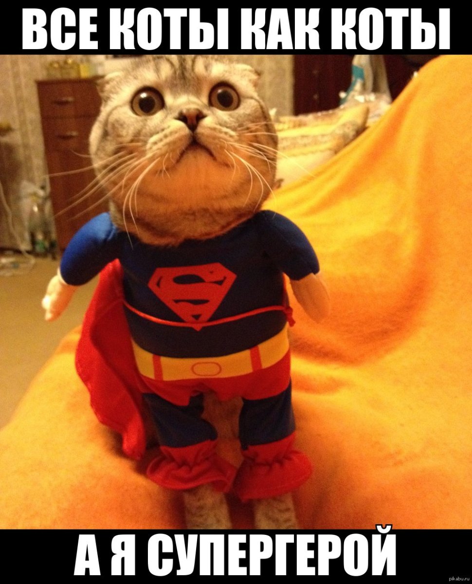 Кот Джонни Кэтсвилл