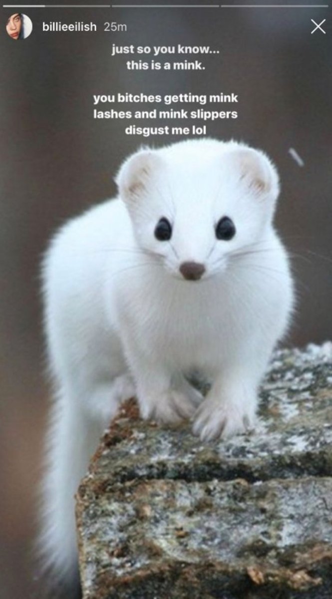 Детеныши норки фото