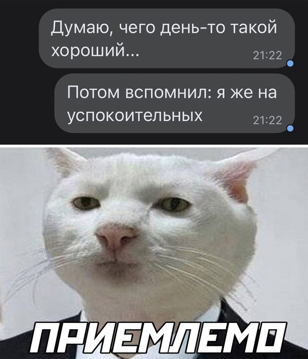 Кошки юмор