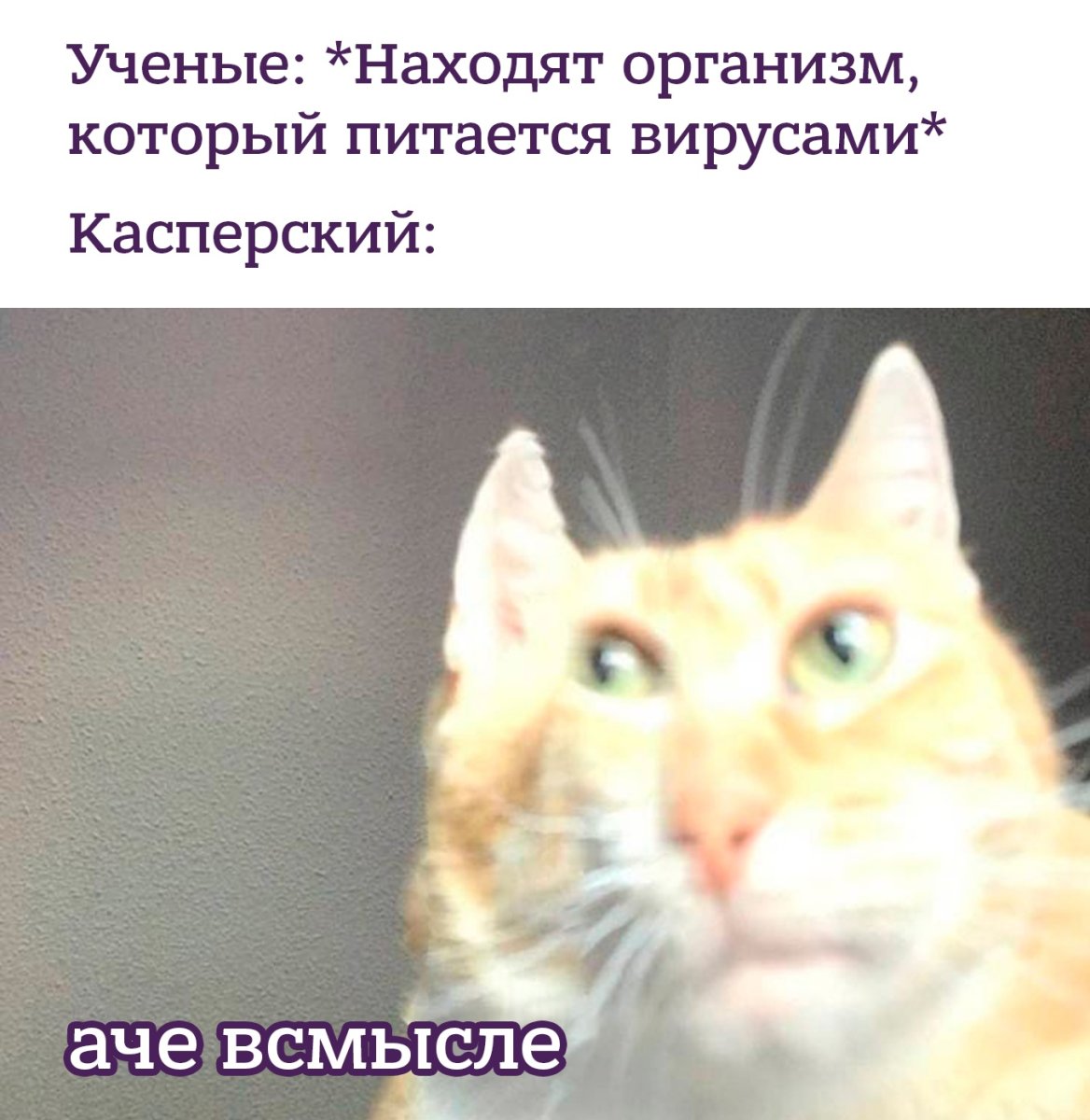 Девушка с котомом без лица