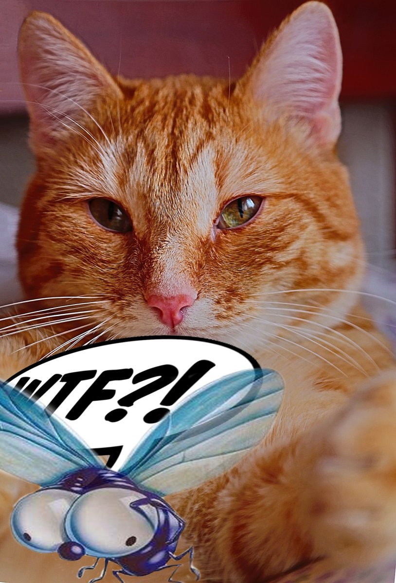 Образ котика Тима