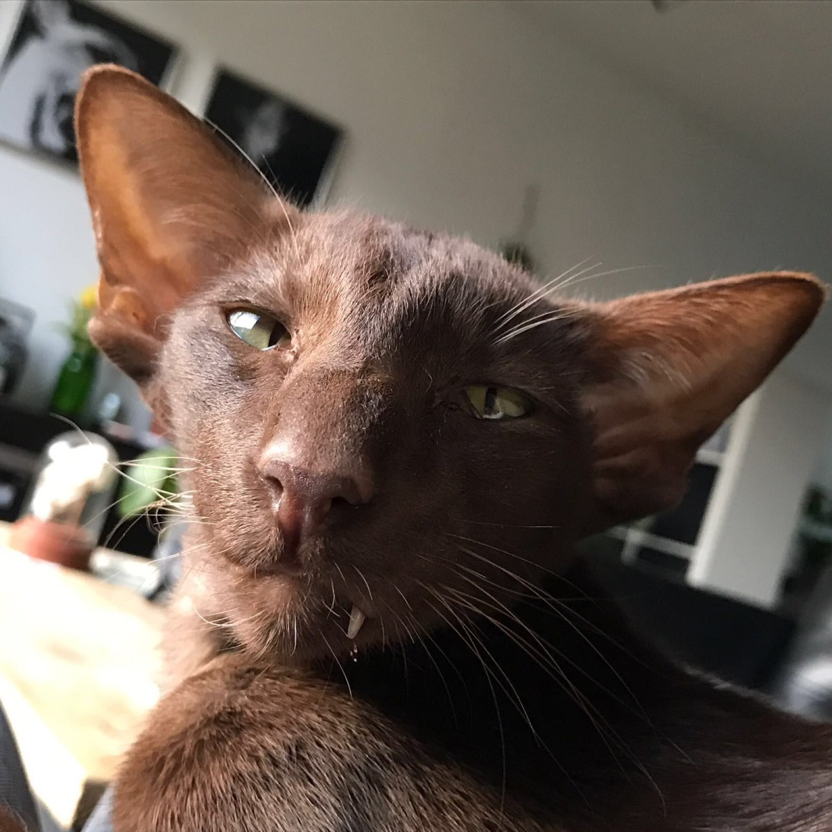 Шоколадная Гавана Ориентал