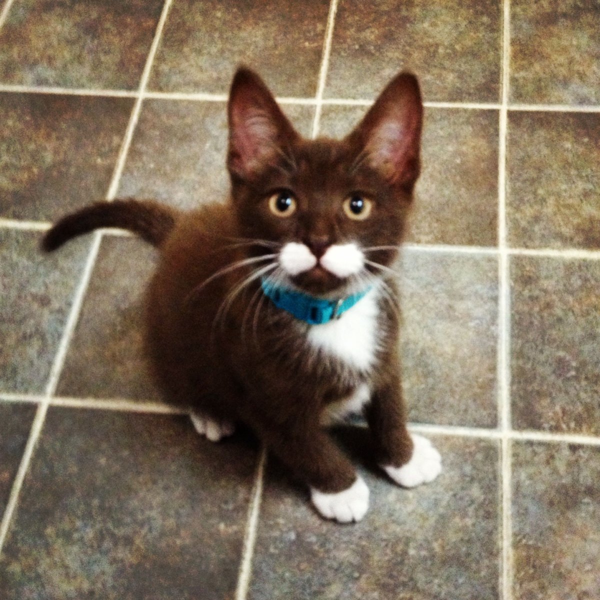 Бурманская кошка глаза